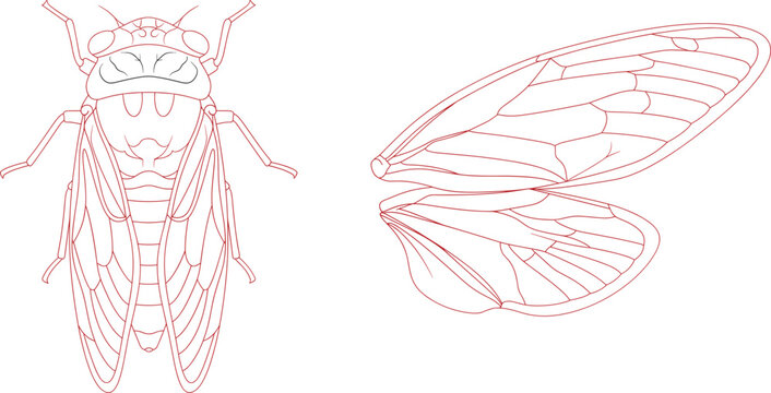 Detailed line art vector illustration of a cicada insect and wings for design
