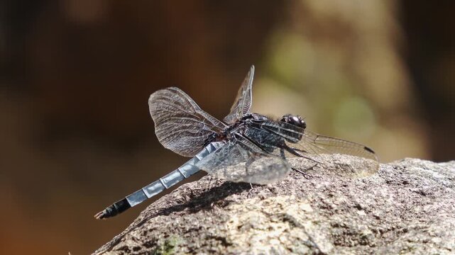 A single blue dragonfly clings to a stone by a stream against strong winds.