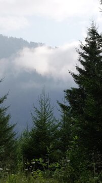 Fog rolling through a lush green mountain forest