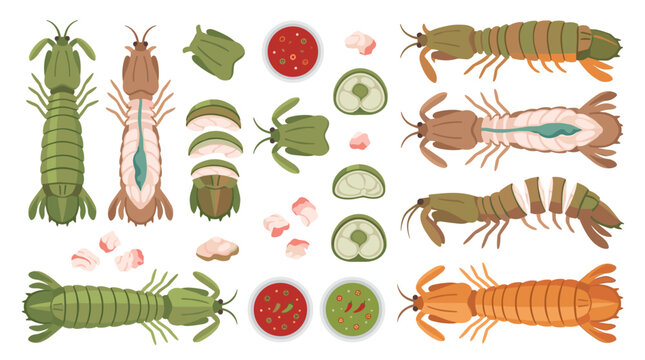 Set of mantis shrimp seafood collection, raw and cooked crustaceans with spicy dipping sauce, flat vector illustration for menu design