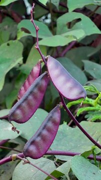 Purple bean vegetable crop hanging on the tree. Close up views of purple hyacinth bean. 