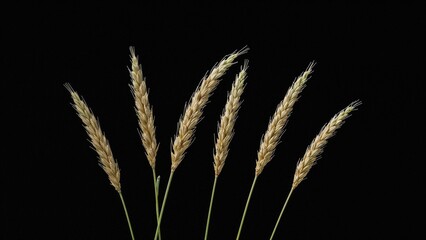 Obraz premium Seven wheat stalks against a black background