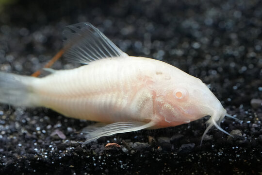 Albino Corydoras Catfish,  Corydoras aeneus,  resting on dark substrate in an aquarium setting, side view