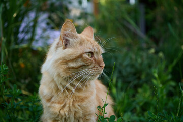 Orange cat sits in the grass under sunlight near plants in a garden setting © mira_y