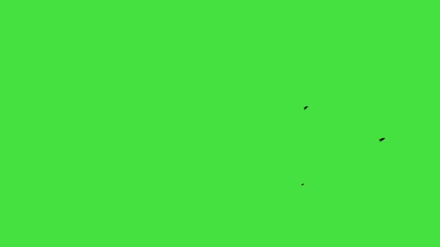 black bird flying animation loop on green screen. Flying birds' silhouette on green screen, animated flock of birds for nature and outdoor scenic video transitions. Black Birds flying left to right