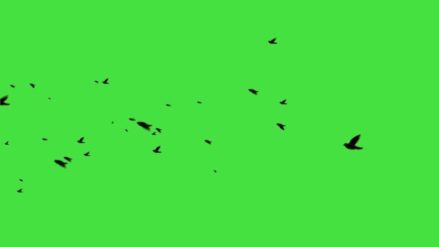 black bird flying animation loop on green screen. Flying birds' silhouette on green screen, animated flock of birds for nature and outdoor scenic video transitions. Black Birds flying left to right