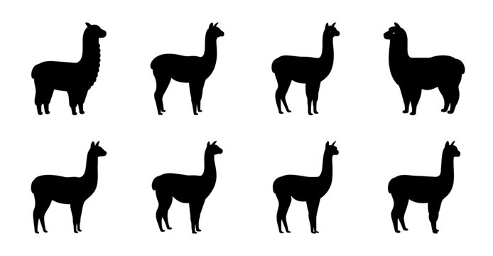 Black silhouette llamas in different poses - Eight stylish black silhouette llamas standing and walking in varied poses, ideal for vector illustrations or icons.
