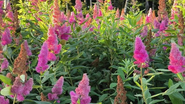 Tilt up shot of blooming pink spirea bush with many flowers, slow motion 4K