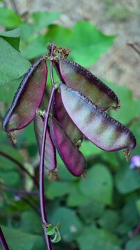 Purple bean vegetable crop hanging on the tree. Close up views of purple hyacinth bean. 
