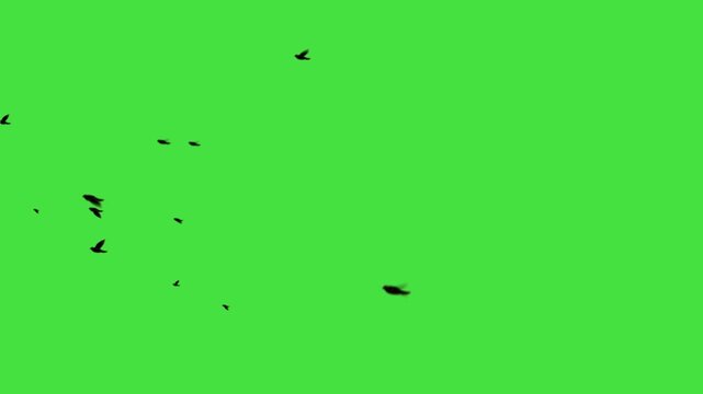 black bird flying animation loop on green screen. Flying birds' silhouette on green screen, animated flock of birds for nature and outdoor scenic video transitions. Black Birds flying left to right