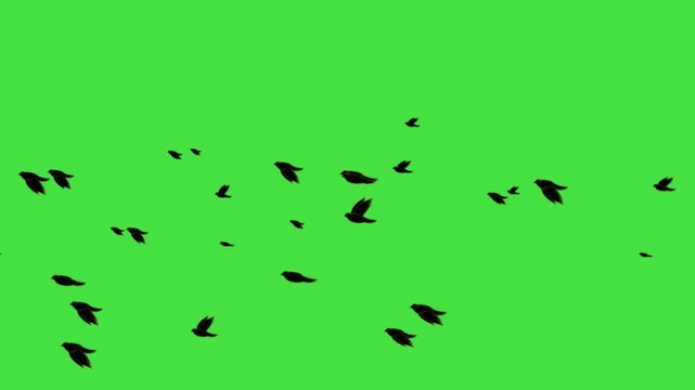 black bird flying animation loop on green screen. Flying birds' silhouette on green screen, animated flock of birds for nature and outdoor scenic video transitions. Black Birds flying left to right