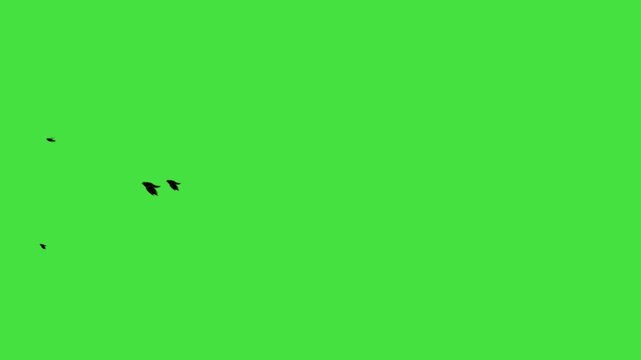 black bird flying animation loop on green screen. Flying birds' silhouette on green screen, animated flock of birds for nature and outdoor scenic video transitions. Black Birds flying left to right