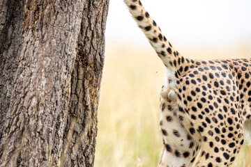 Cheetah scent marking beside a tree in the Masai Mara © mktuteja