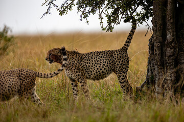 Two cheetahs scent marking beside a savanna tree © mktuteja