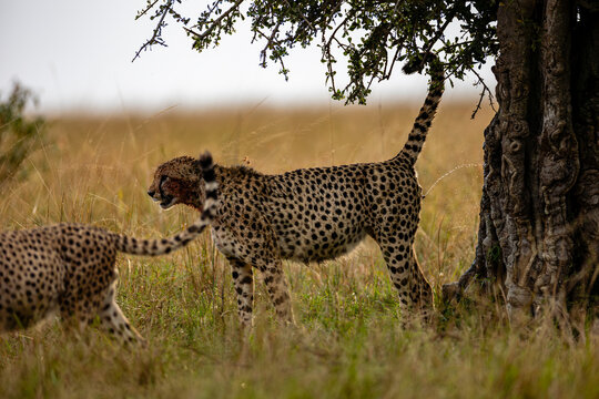 Two cheetahs scent marking beside a savanna tree