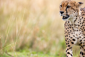 Blood stained cheetah after feeding in the Masai Mara © mktuteja