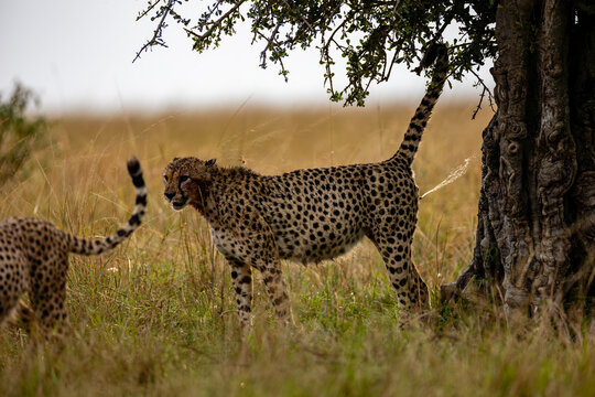 Two cheetahs scent marking beside a savanna tree