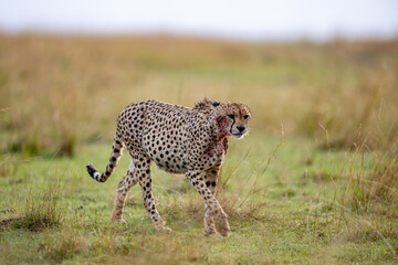 Blood stained cheetah after feeding in the Masai Mara © mktuteja