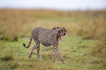 Blood stained cheetah walking across African grassland © mktuteja