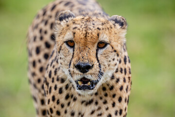 Blood stained cheetah walking across African grassland © mktuteja
