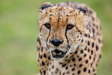 Blood stained cheetah walking across African grassland © mktuteja