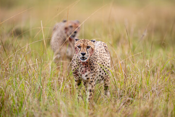 Two blood stained cheetahs walking through tall grass © mktuteja
