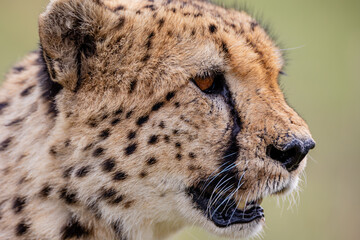 Two blood stained cheetahs walking through tall grass © mktuteja