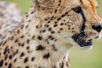 Close portrait of an alert wild cheetah © mktuteja