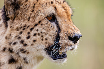 Detailed side portrait of a wild cheetah © mktuteja