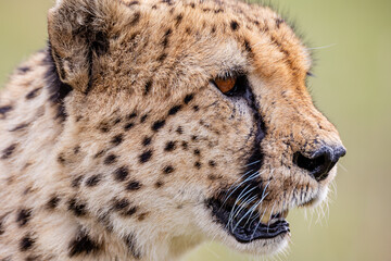 Two blood stained cheetahs walking through tall grass © mktuteja
