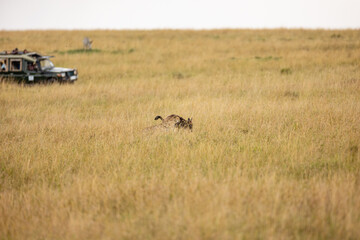 Blood stained cheetah moving through savanna grass © mktuteja
