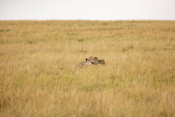Cheetah subduing a wildebeest calf in tall grass © mktuteja