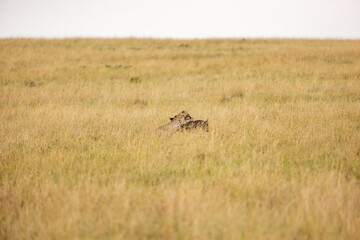 Cheetah subduing a wildebeest calf in tall grass © mktuteja