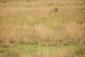 Cheetah subduing a wildebeest calf in tall grass © mktuteja