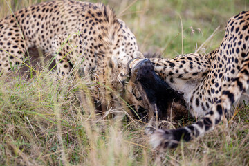 Two cheetahs feeding on a wildebeest calf © mktuteja