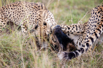Two cheetahs feeding on a wildebeest calf © mktuteja