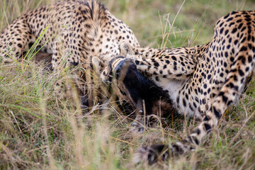 Two cheetahs feeding on a wildebeest calf © mktuteja