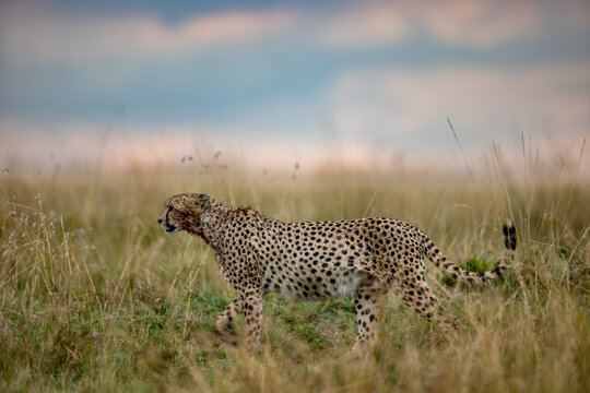 Two cheetahs feeding on a wildebeest calf