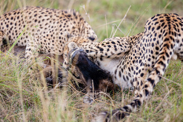 Two cheetahs feeding on a wildebeest calf © mktuteja