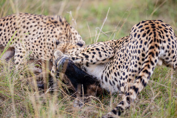 Two cheetahs feeding on a wildebeest calf © mktuteja