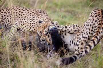 Two cheetahs feeding on a wildebeest calf © mktuteja