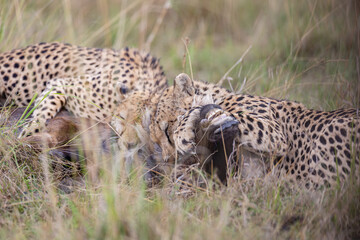 Close view of cheetahs feeding on wildebeest prey © mktuteja