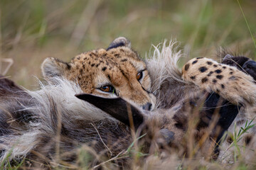 Close view of cheetahs feeding on wildebeest prey © mktuteja