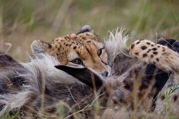 Close view of cheetahs feeding on wildebeest prey © mktuteja