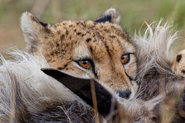 Close view of cheetahs feeding on wildebeest prey © mktuteja