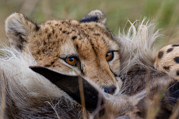 Cheetah gripping wildebeest prey during feeding © mktuteja