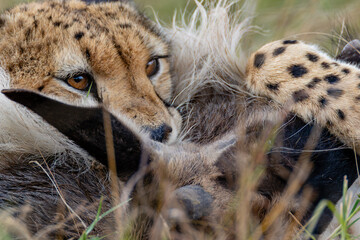 Cheetah gripping wildebeest prey during feeding © mktuteja