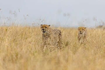 Topi antelope standing on a grassy ridge © mktuteja