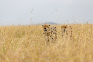 Two cheetahs walking through golden savanna grass © mktuteja