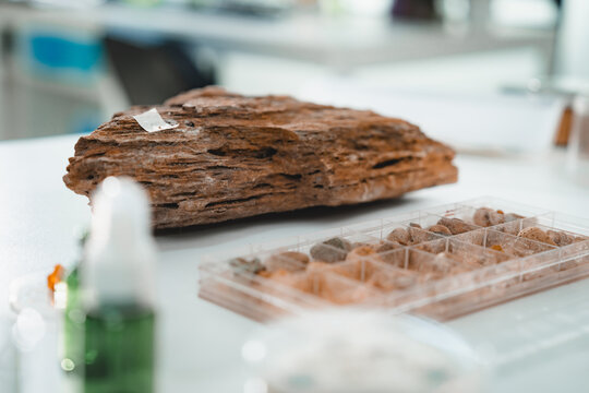 Wood specimen laboratory sample tray research texture decay white bench with plastic container, blurred bottle, natural material study, close up science detail